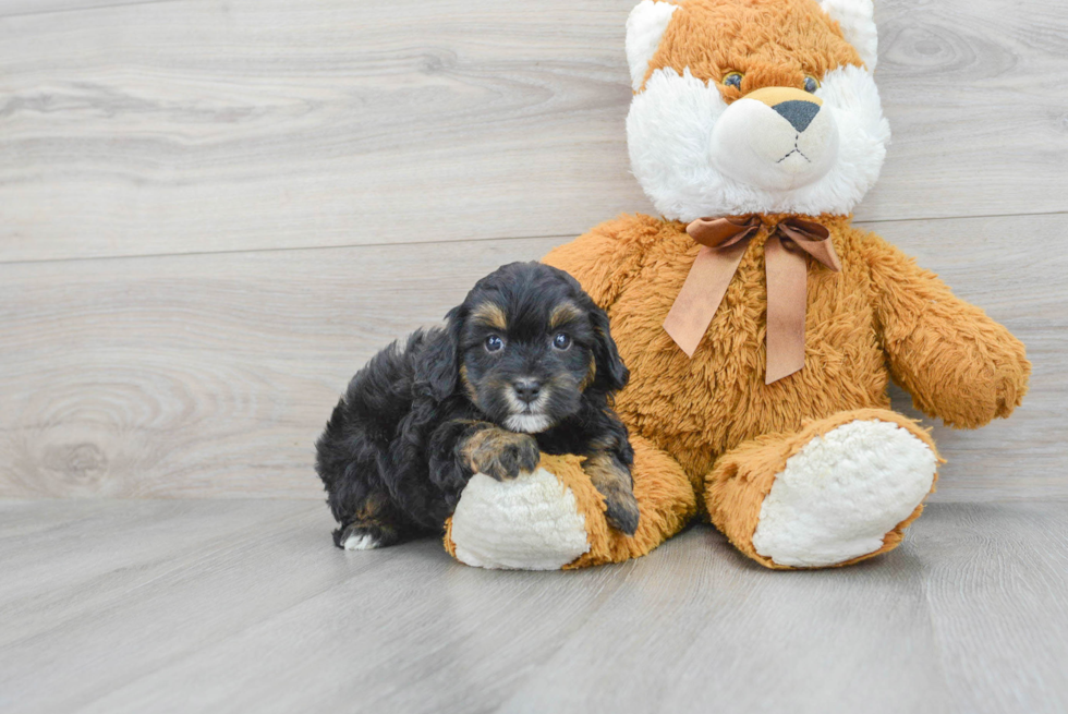 Friendly Mini Bernedoodle Baby