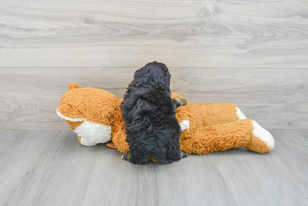 Mini Bernedoodle Pup Being Cute