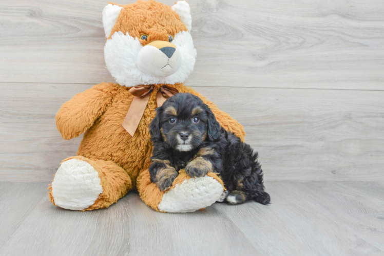 Happy Mini Bernedoodle Baby