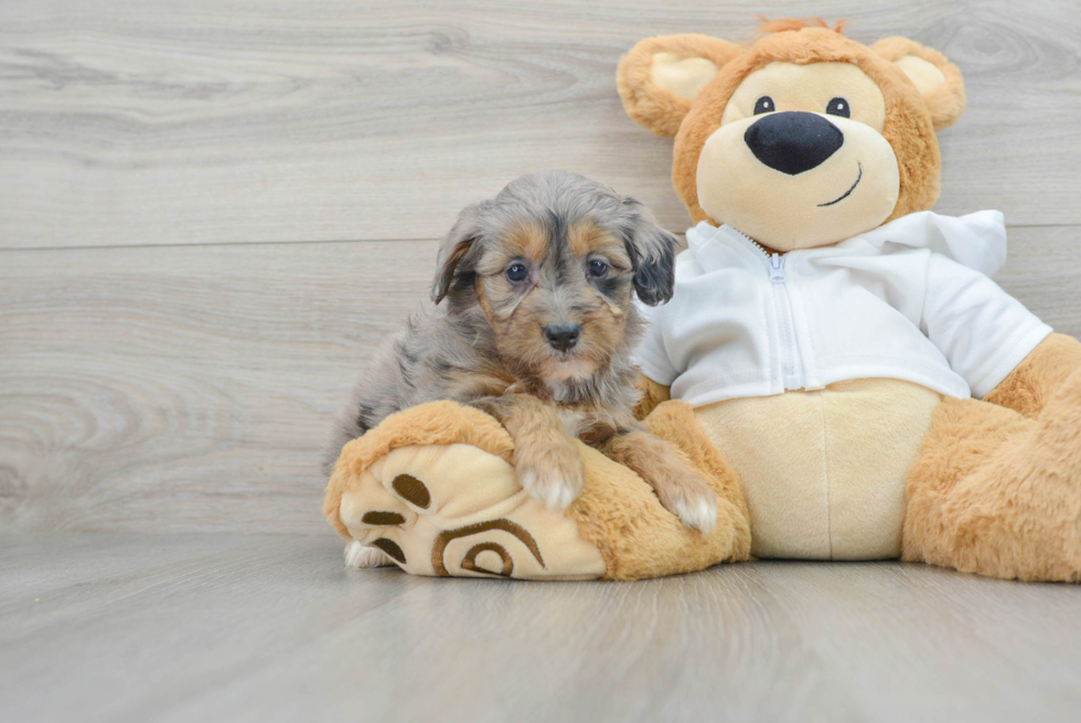 Mini Bernedoodle Puppy for Adoption