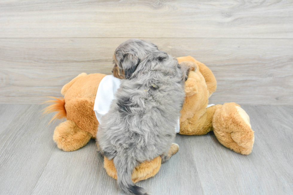 Mini Bernedoodle Puppy for Adoption