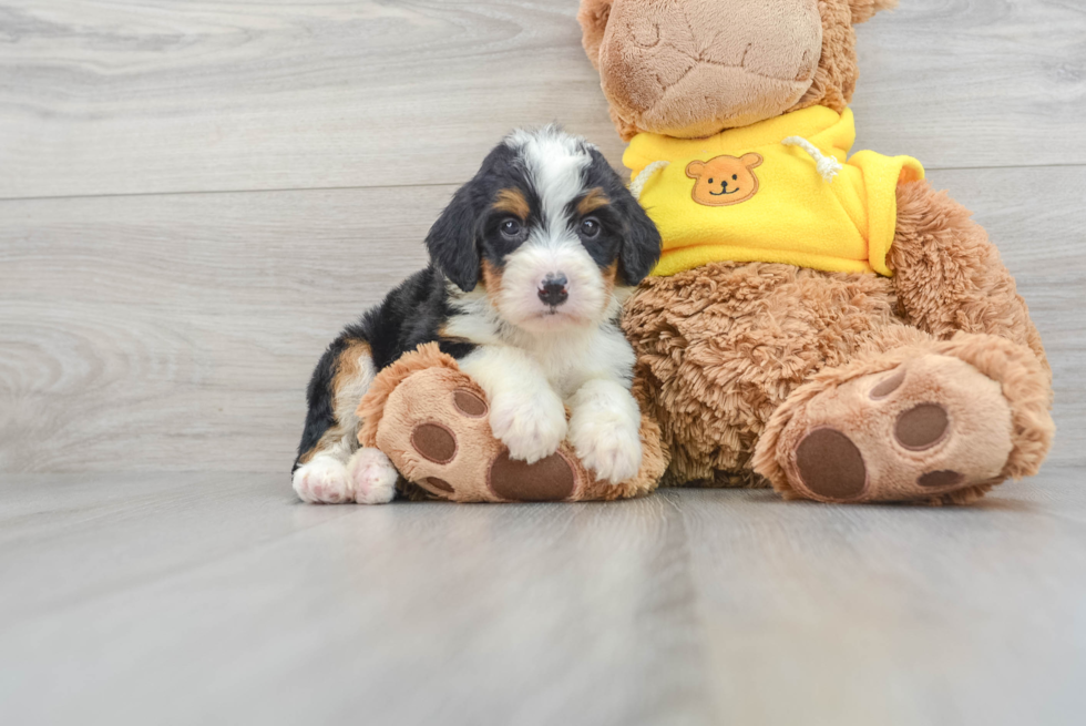 Hypoallergenic Bernadoodle Poodle Mix Puppy