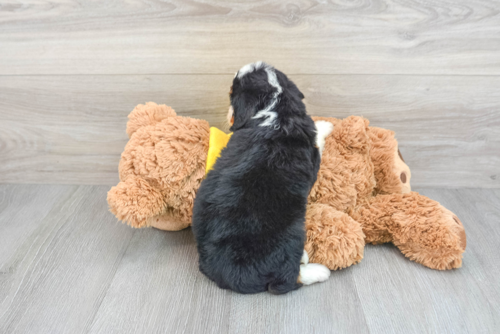 Mini Bernedoodle Puppy for Adoption