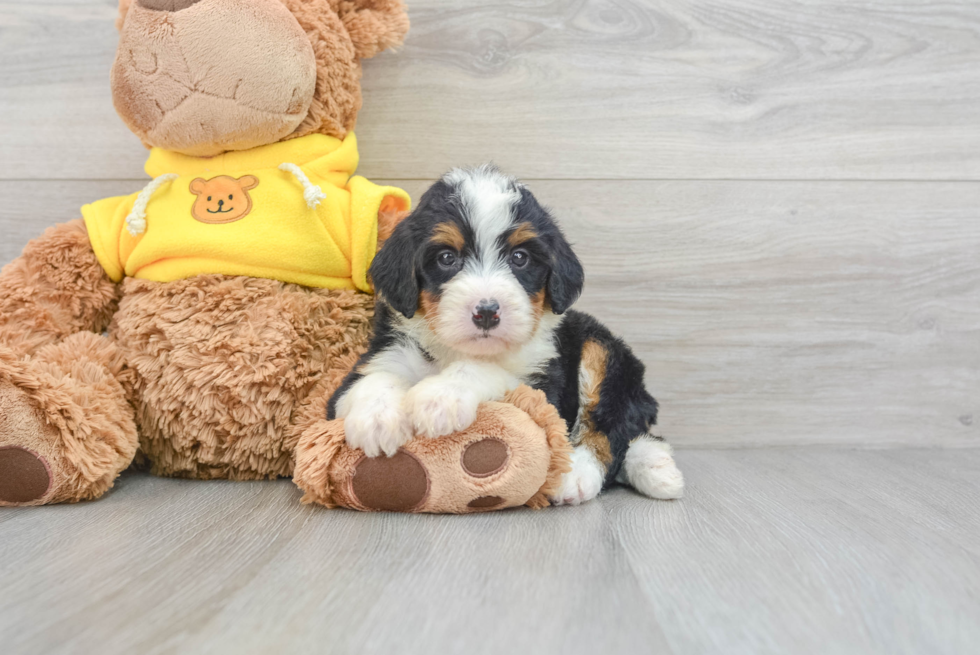 Mini Bernedoodle Puppy for Adoption