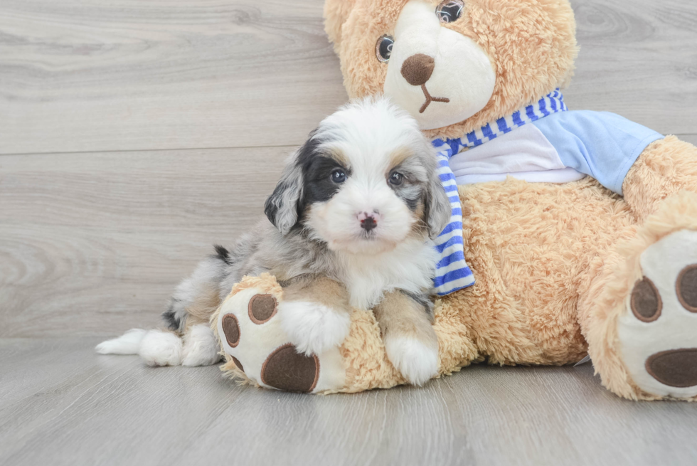 Popular Mini Bernedoodle Poodle Mix Pup