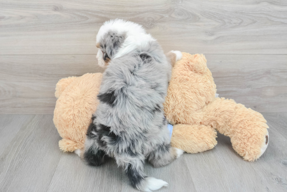 Best Mini Bernedoodle Baby