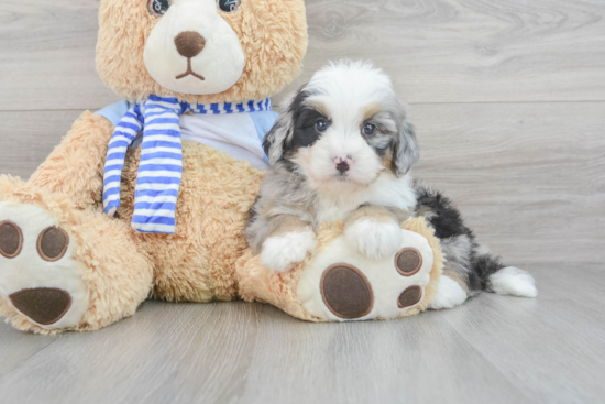 Sweet Mini Bernedoodle Baby