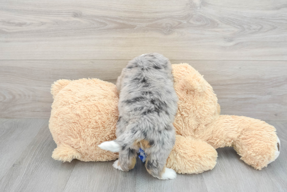 Friendly Mini Bernedoodle Baby