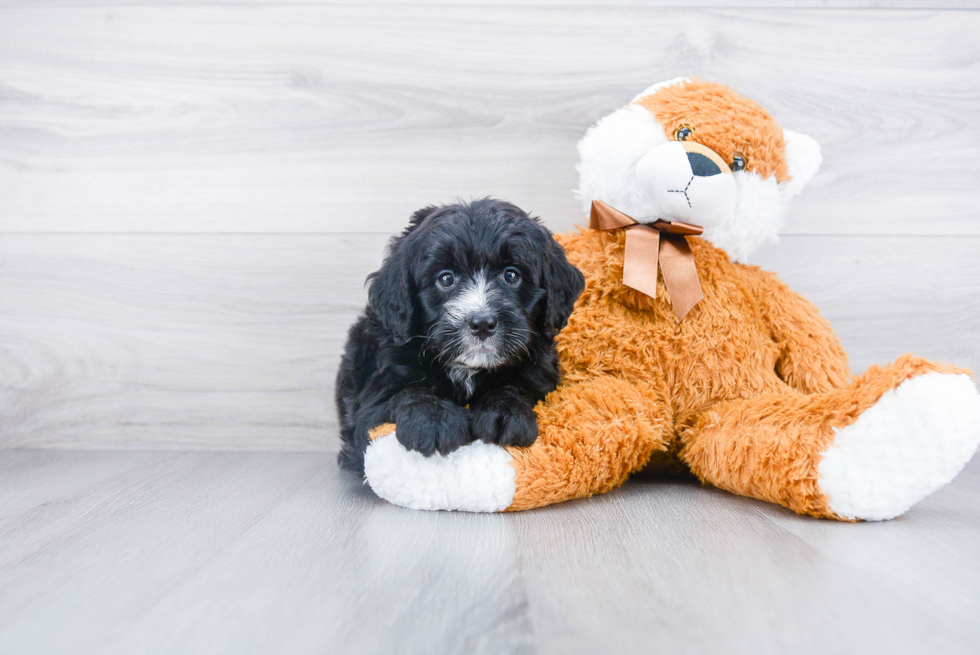 Best Mini Bernedoodle Baby