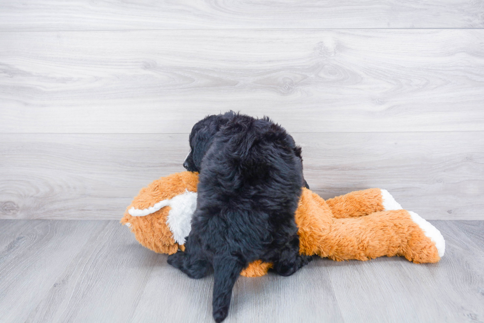 Mini Bernedoodle Puppy for Adoption