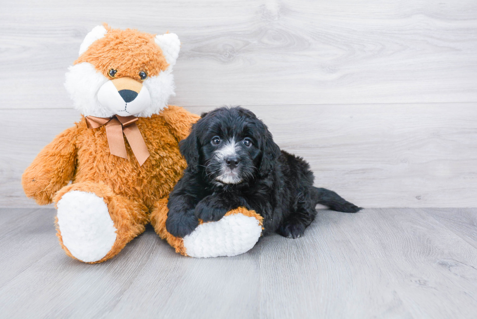 Mini Bernedoodle Puppy for Adoption