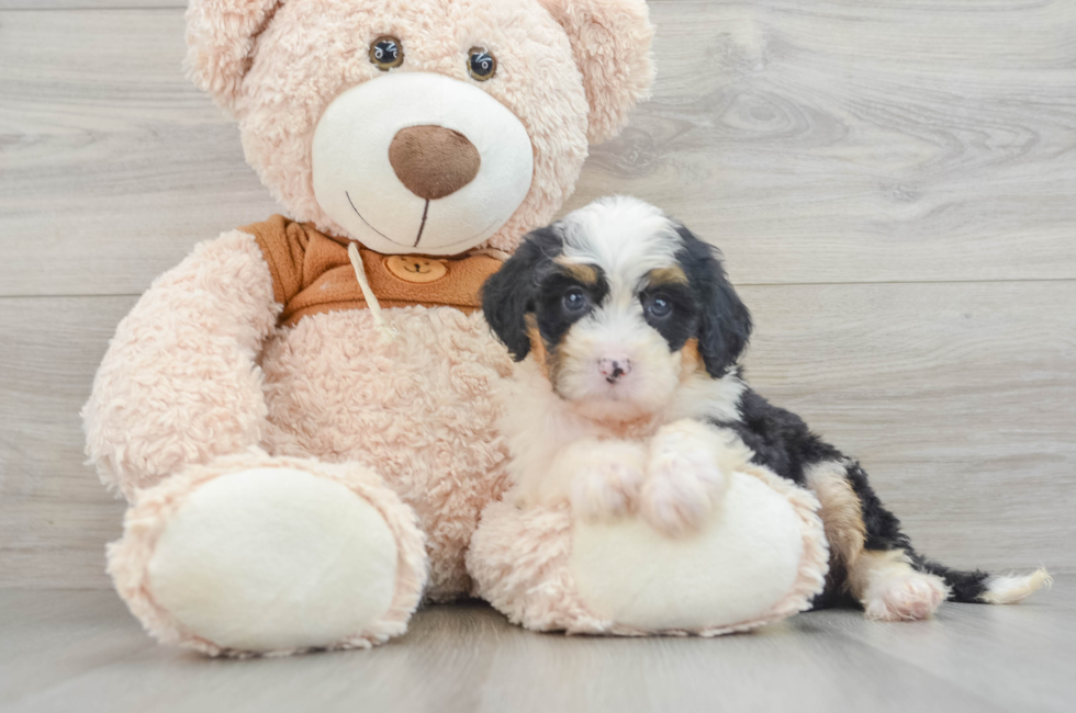 8 week old Mini Bernedoodle Puppy For Sale - Premier Pups