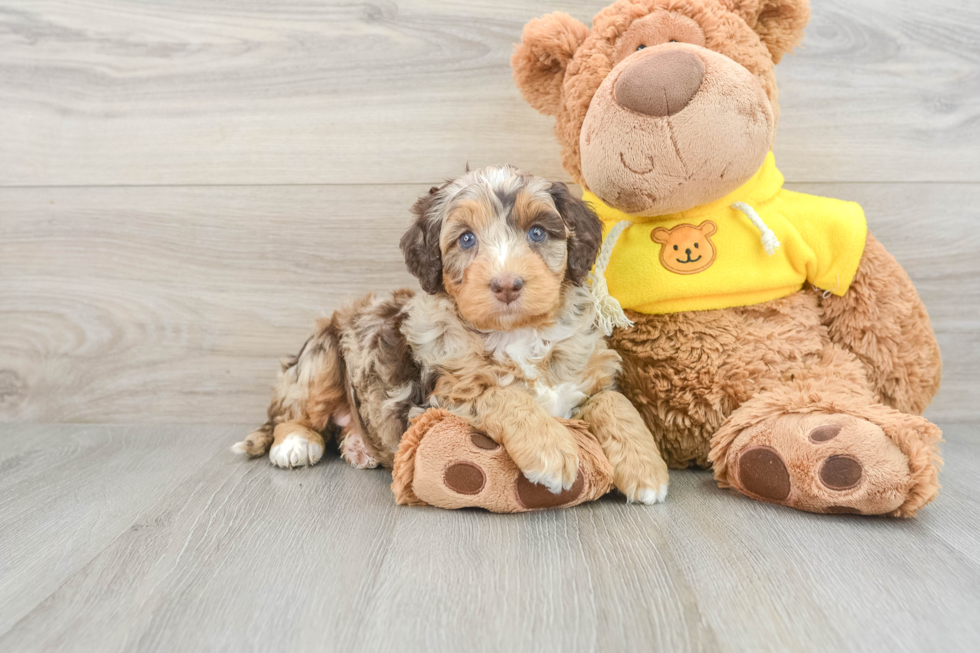 Best Mini Bernedoodle Baby