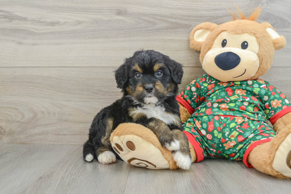 Mini Bernedoodle Pup Being Cute