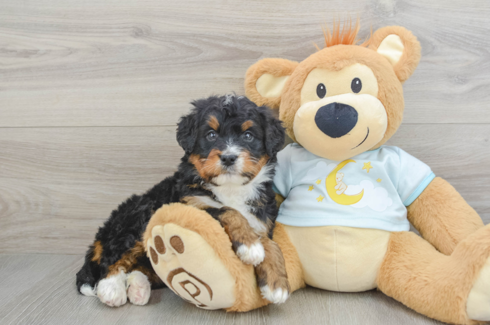 5 week old Mini Bernedoodle Puppy For Sale - Premier Pups