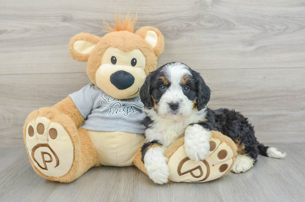 6 week old Mini Bernedoodle Puppy For Sale - Premier Pups