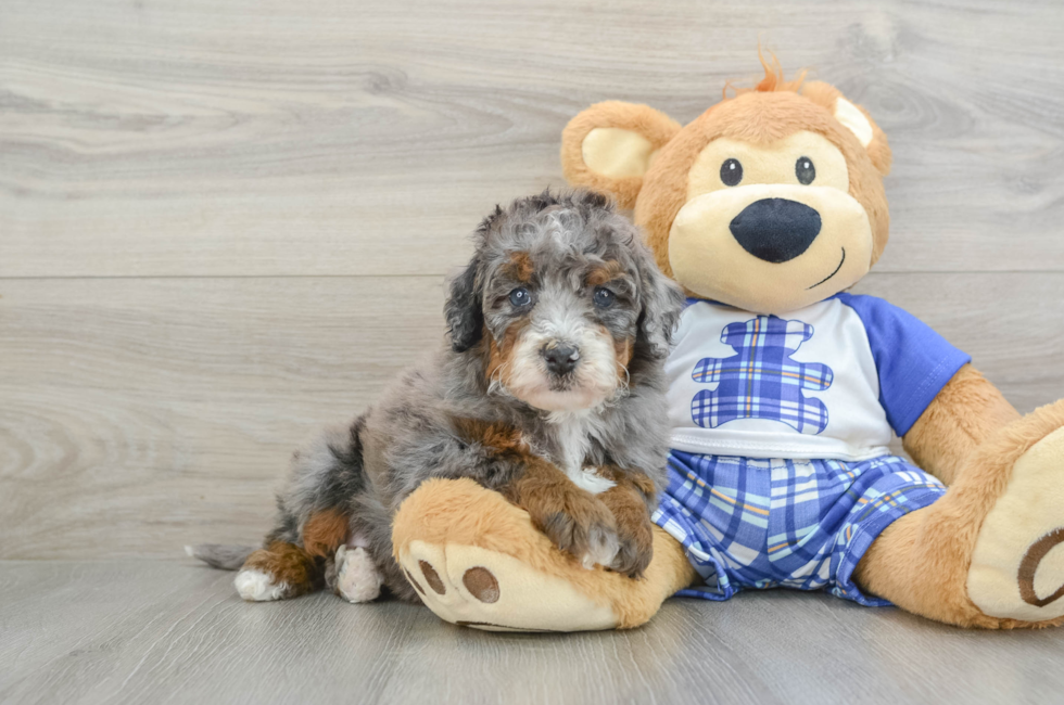 6 week old Mini Bernedoodle Puppy For Sale - Premier Pups