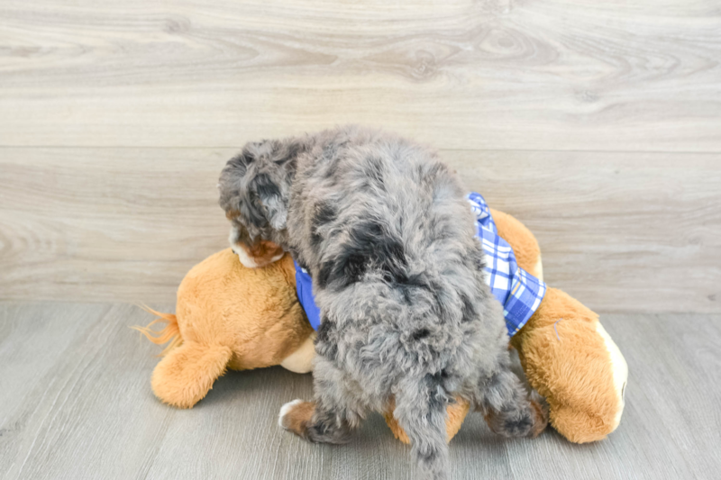 Meet Joplin - our Mini Bernedoodle Puppy Photo 2/3 - Premier Pups