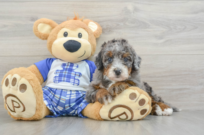 Meet Joplin - our Mini Bernedoodle Puppy Photo 3/3 - Premier Pups