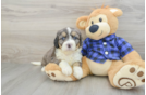 Mini Bernedoodle Pup Being Cute
