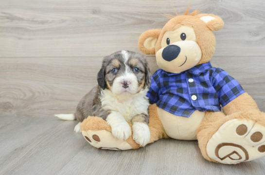 Mini Bernedoodle Pup Being Cute