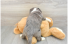 Hypoallergenic Mini Bernadoodle Poodle Mix Puppy