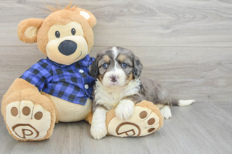 Mini Bernedoodle Puppy for Adoption