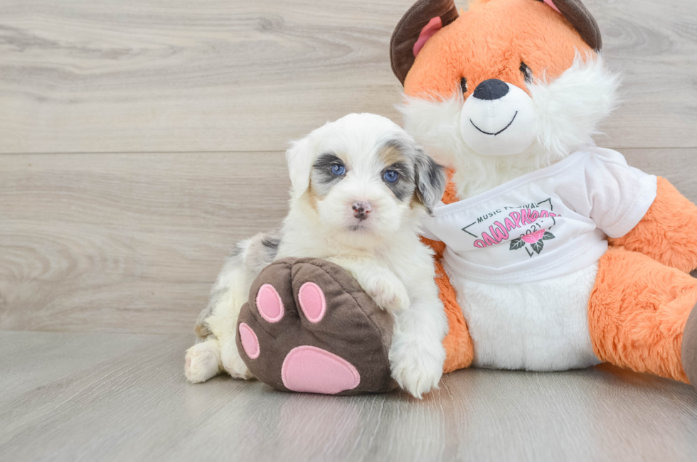 5 week old Mini Bernedoodle Puppy For Sale - Premier Pups