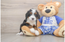 Mini Bernedoodle Pup Being Cute