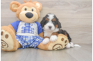 Adorable Mini Bernepoo Poodle Mix Puppy
