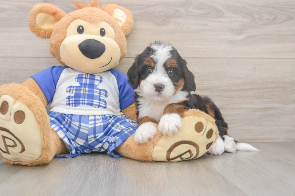 5 week old Mini Bernedoodle Puppy For Sale - Premier Pups