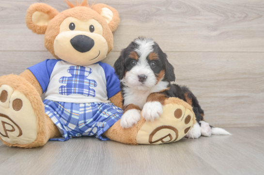 Adorable Mini Bernepoo Poodle Mix Puppy