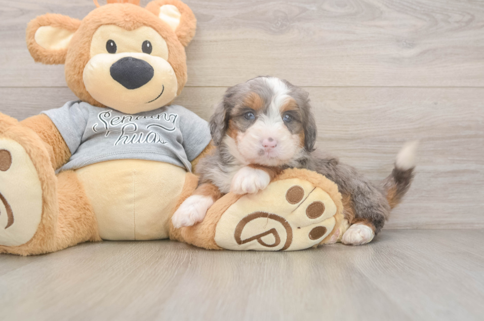 5 week old Mini Bernedoodle Puppy For Sale - Premier Pups