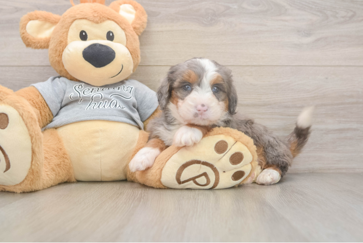 Meet Joplin - our Mini Bernedoodle Puppy Photo  1/3 - Premier Pups Cute Mini Bernedoodle Baby