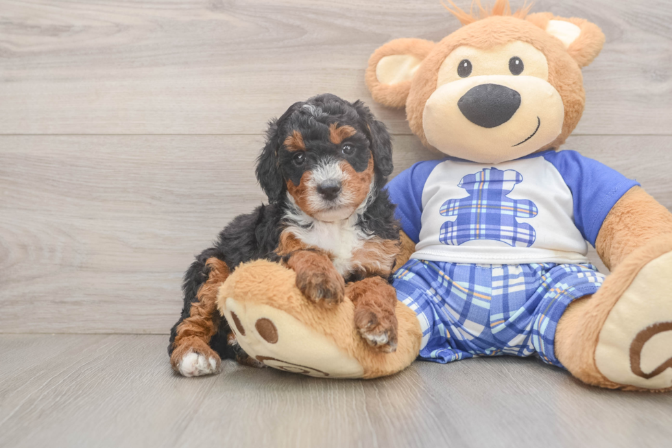 Meet Joplin - our Mini Bernedoodle Puppy Photo  2/3 - Premier Pups Mini Bernedoodle Puppy for Adoption