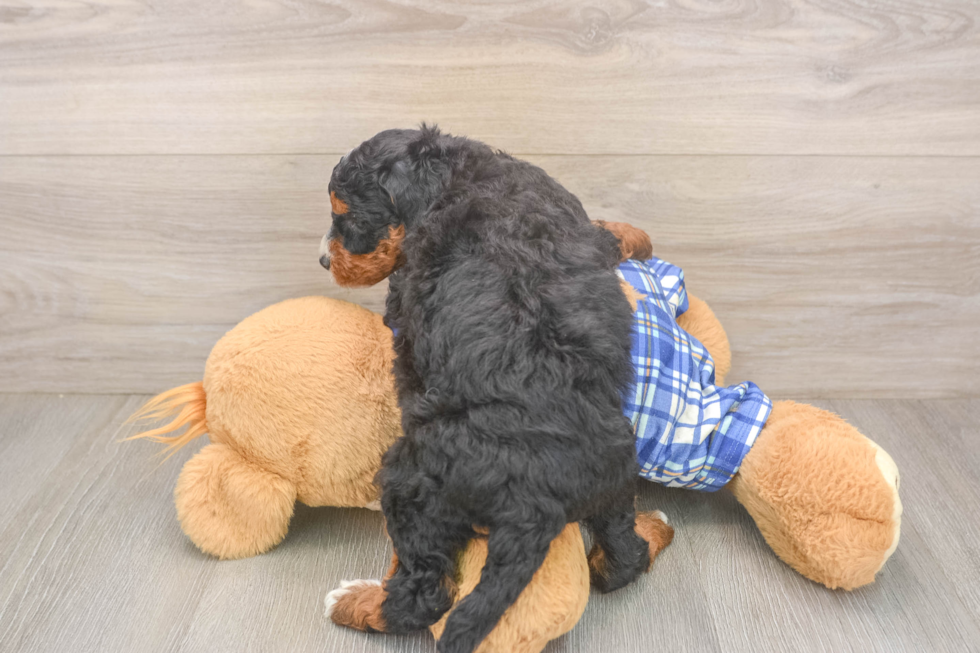 Meet Joplin - our Mini Bernedoodle Puppy Photo  3/3 - Premier Pups Happy Mini Bernedoodle Baby