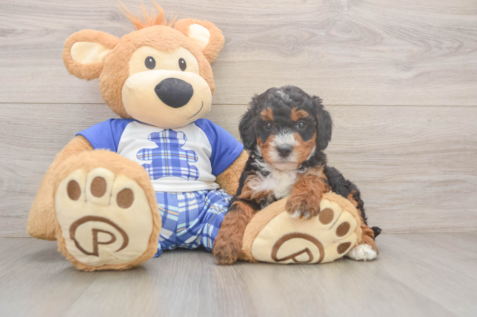 Meet Joplin - our Mini Bernedoodle Puppy Photo  1/3 - Premier Pups Adorable Mini Bernesedoodle Poodle Mix Puppy