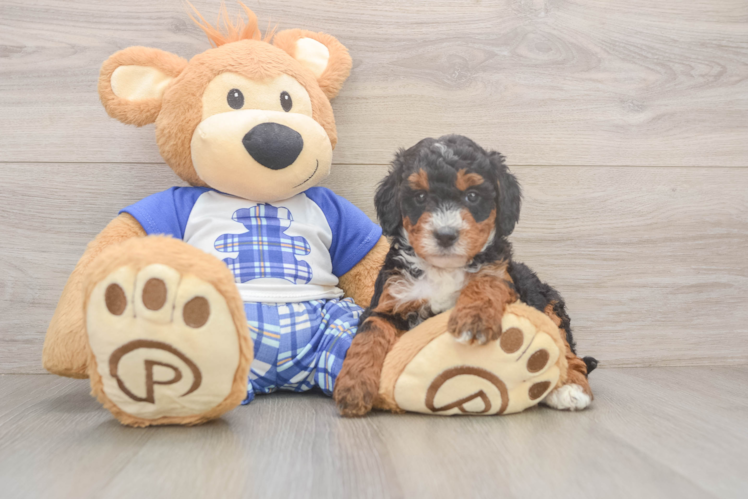 Meet Joplin - our Mini Bernedoodle Puppy Photo  1/3 - Premier Pups Adorable Mini Bernesedoodle Poodle Mix Puppy