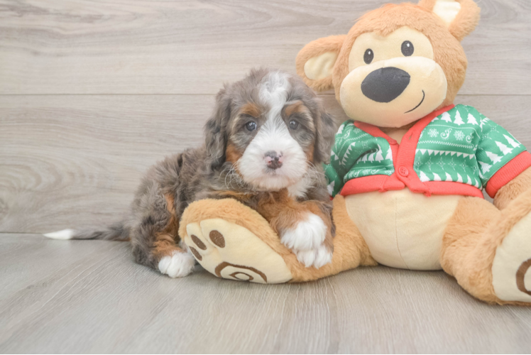 Best Mini Bernedoodle Baby