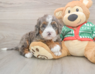 6 week old Mini Bernedoodle Puppy For Sale - Premier Pups