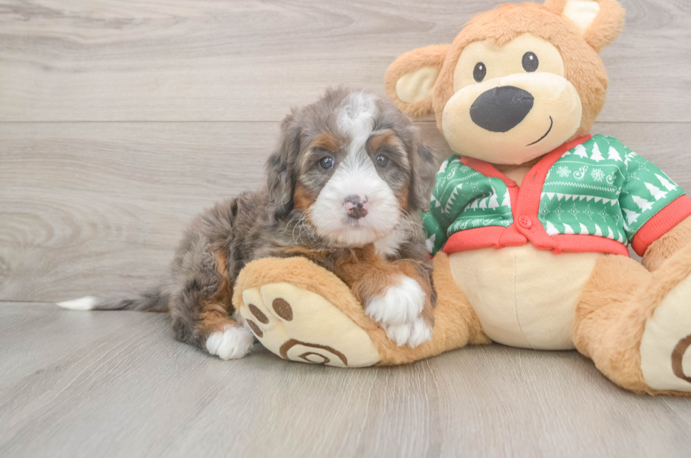 5 week old Mini Bernedoodle Puppy For Sale - Premier Pups