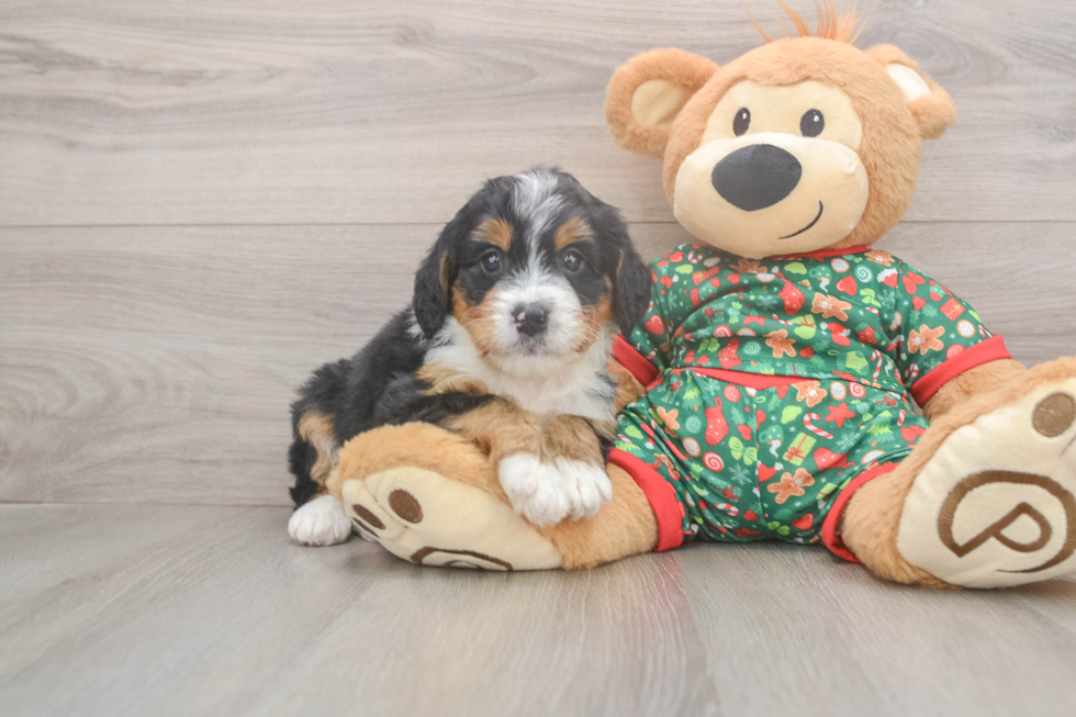 Best Mini Bernedoodle Baby