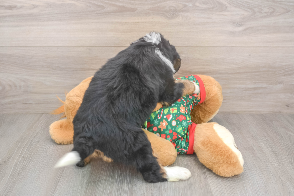 Adorable Mini Bernadoodle Poodle Mix Puppy
