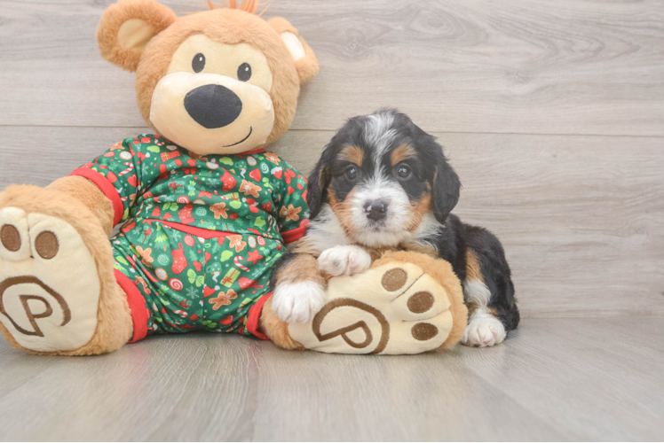 Fluffy Mini Bernedoodle Poodle Mix Pup