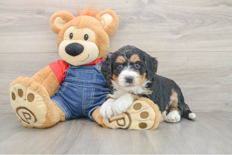Smart Mini Bernedoodle Poodle Mix Pup
