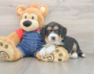 6 week old Mini Bernedoodle Puppy For Sale - Premier Pups