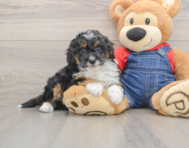 7 week old Mini Bernedoodle Puppy For Sale - Premier Pups