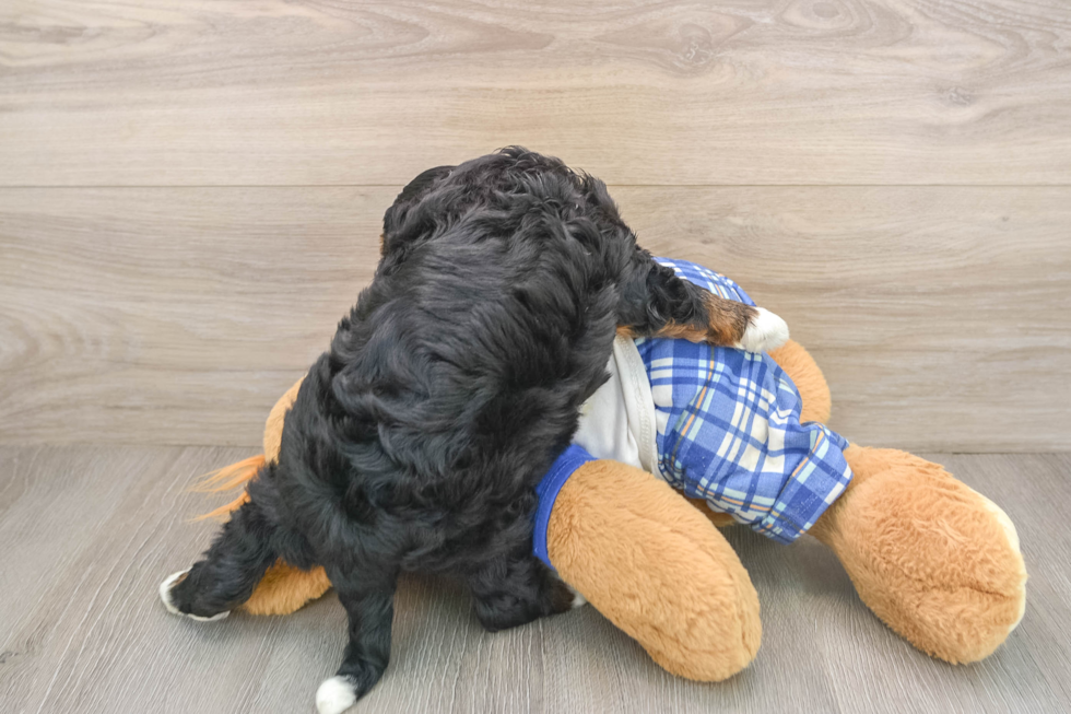 Adorable Mini Bernese Poodle Poodle Mix Puppy