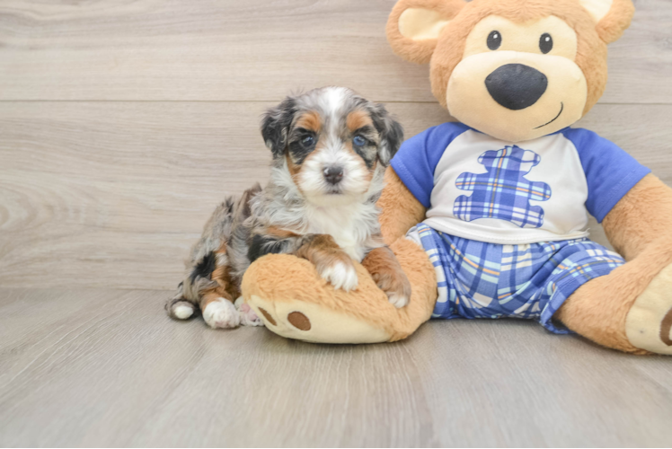 Adorable Bernese Doodle Poodle Mix Puppy