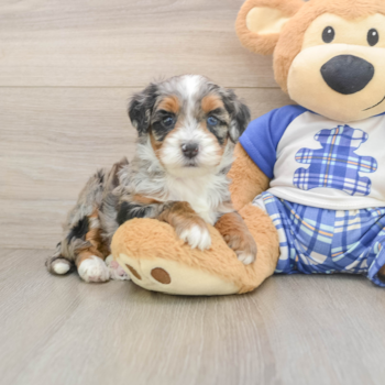 Adorable Bernese Doodle Poodle Mix Puppy